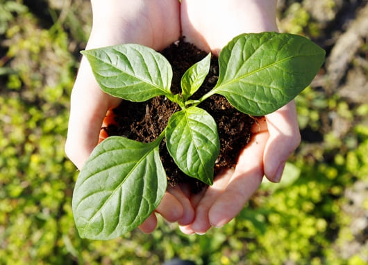 サステナビリティ